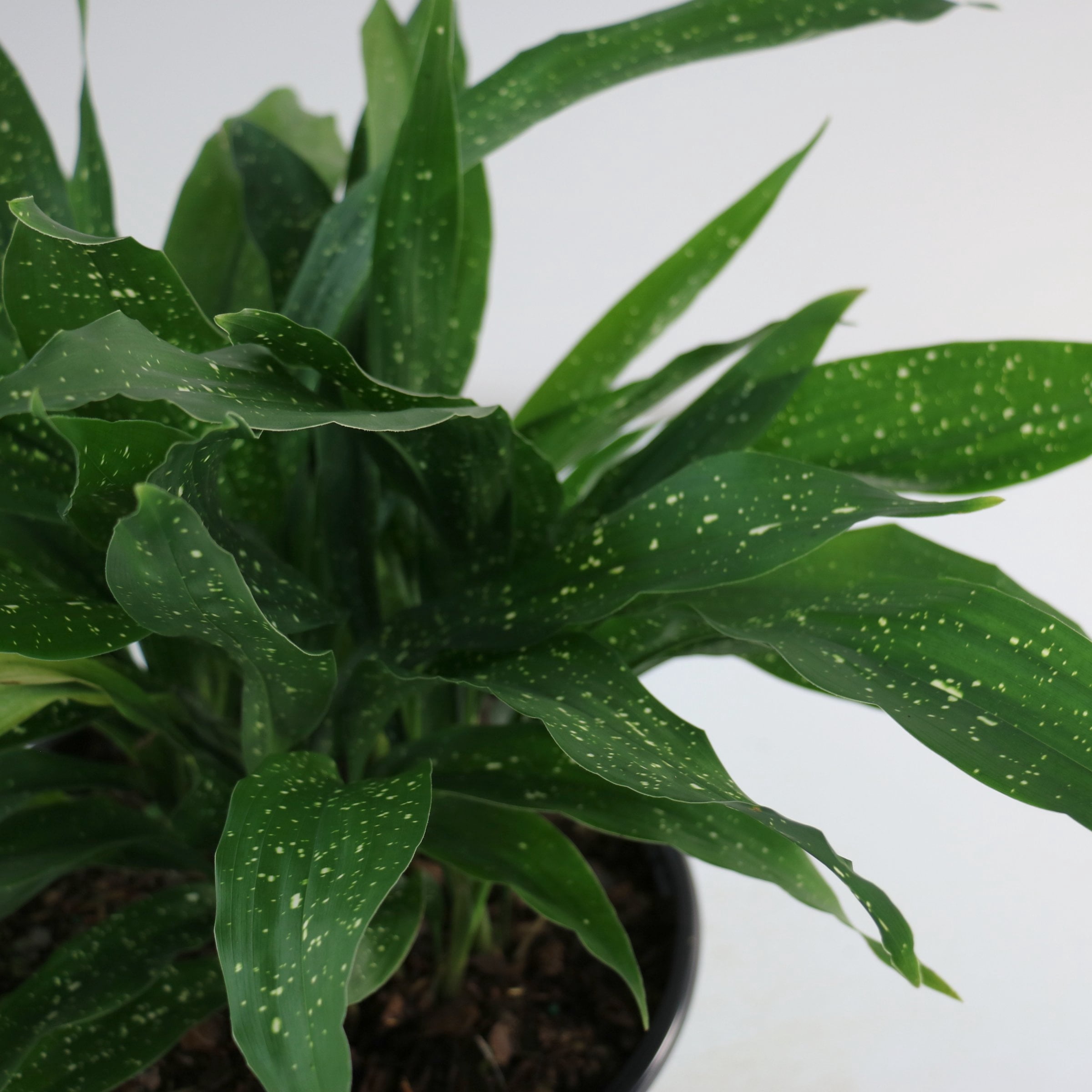 National Plant Network 3 gal. Aspidistra Milky Way Live Plant