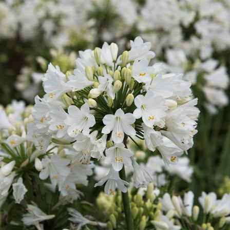 Southern Living Ever White Agapanthus 'Lily of the Nile' Live Shrub in 2.5-Quart Grower Pot