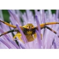 thumbnail image 2 of Kelley, David 32x23 White Modern Wood Framed Museum Art Print Titled - Indiana, River Road Park Yellow crab spider, 2 of 4