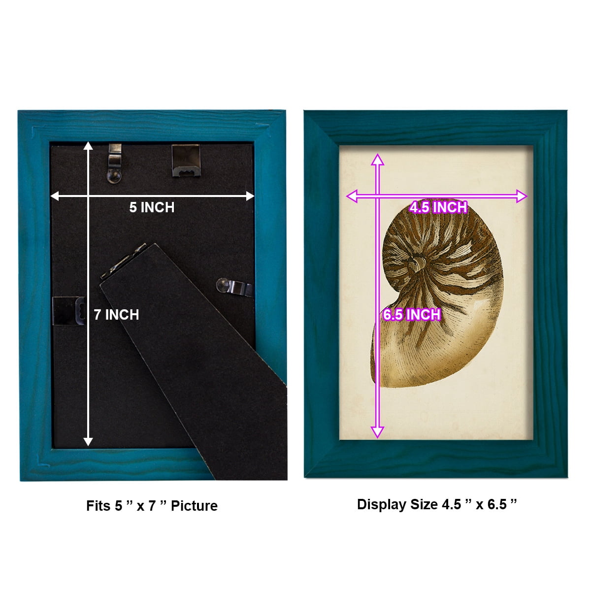 Sealife Collection V - Framed Print w/glass - Ocean Blue