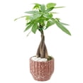 thumbnail image 1 of Arcadia Garden Products Live Money Tree in 4.5" Speckled Splash, Red, 1 of 4