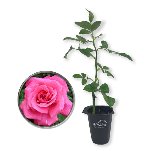 Perfume Delight Rose Bush - Live Starter Plant in a 2 Inch Growers Pot - Beautifully Fragrant Hybrid Tea Rose - A Versatile Beauty with Large Blooms