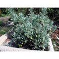 thumbnail image 3 of Goodwin Creek Grey Lavender - Live Plant - Good Scents - 3" Pot, 3 of 4