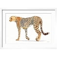 thumbnail image 2 of Art.com Wild and Free VII Bold Art Print by James Wiens, White Frame Wall Art, 23" x 17", 2 of 5