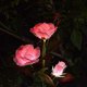 thumbnail image 1 of Set Of 2 Solar Lights On Rose / Garden Stake, Driveway, Outdoor, Garden, 1 of 4