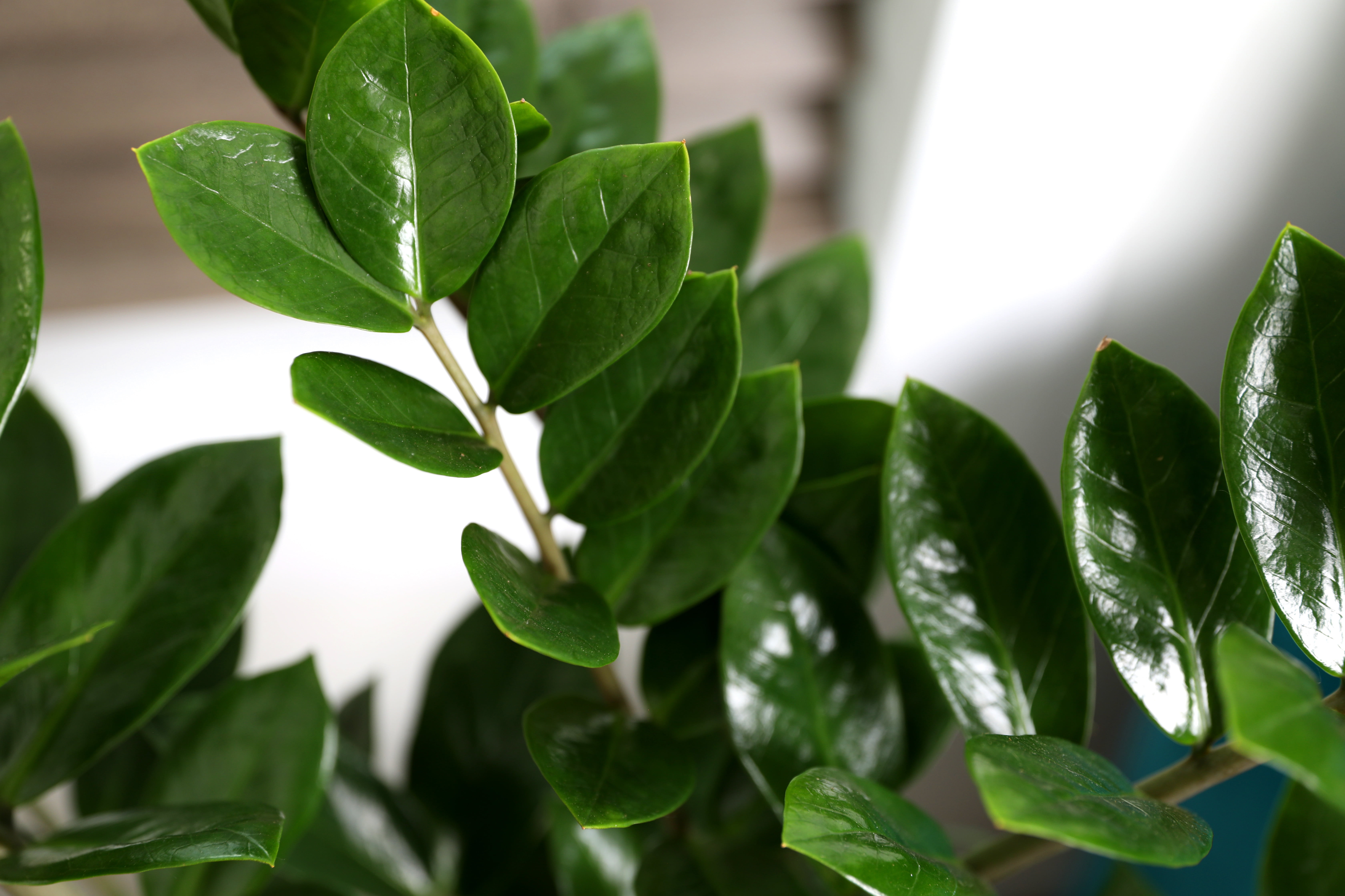 Wild Interiors ZZ Plant Live Plants in 8" Grower Pot, House Plant