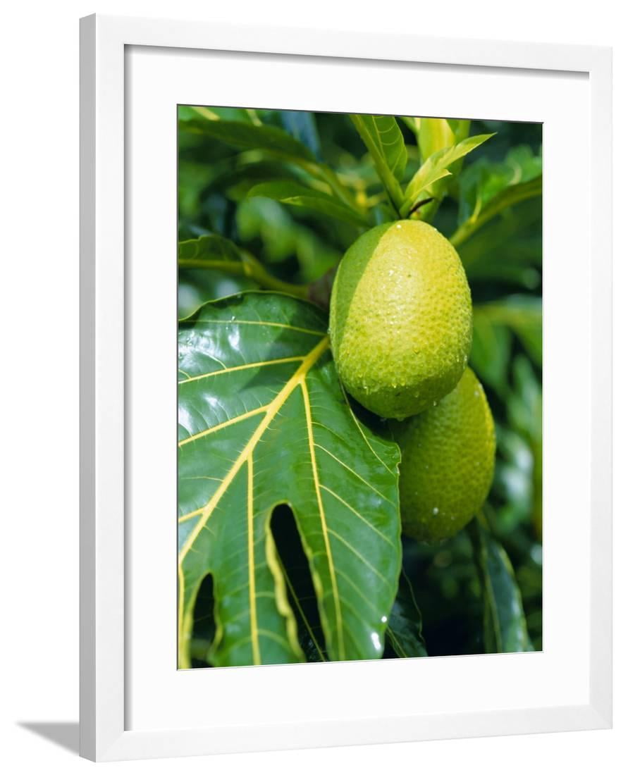 archipelago outdoor living furniture on Breadfruit Taipivai Bay Nuku Hiva Island Marquesas Islands Archipelago French Polynesia Framed Print Wall Art By J P De Manne Walmart Com Walmart Com