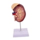 thumbnail image 2 of Modelo de riñón humano, réplica ampliada al doble del tamaño real, herramienta para de la biología y el aprendizaje de, 2 of 9