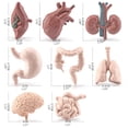 thumbnail image 3 of Modelos de órganos humanos, 8 piezas Simulación Cuerpo humano Órganos humanos Material didáctico Simulación Modelos de órganos Rendimiento de alta gama, 3 of 8