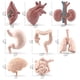 thumbnail image 3 of Modelos de órganos humanos, 8 piezas Simulación Cuerpo humano Órganos humanos Material didáctico Simulación Modelos de órganos Rendimiento de alta gama, 3 of 8