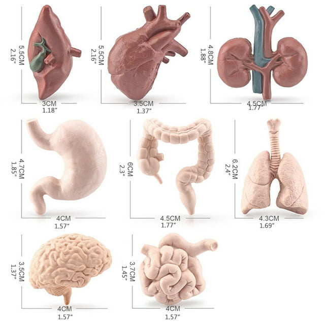 8 Uds. De simulación de órganos del cuerpo humano, modelos educativos, juguetes educativos para preescolar, ciencia, hogar, escuela, material didáctico para niños