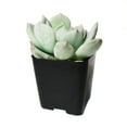thumbnail image 4 of Graptoveria Moonglow (4"+ Clay Pot) - Tiny, Lovely, Easy to Care Succulent for Beginners - Live Succulent for Home Office, 4 of 8