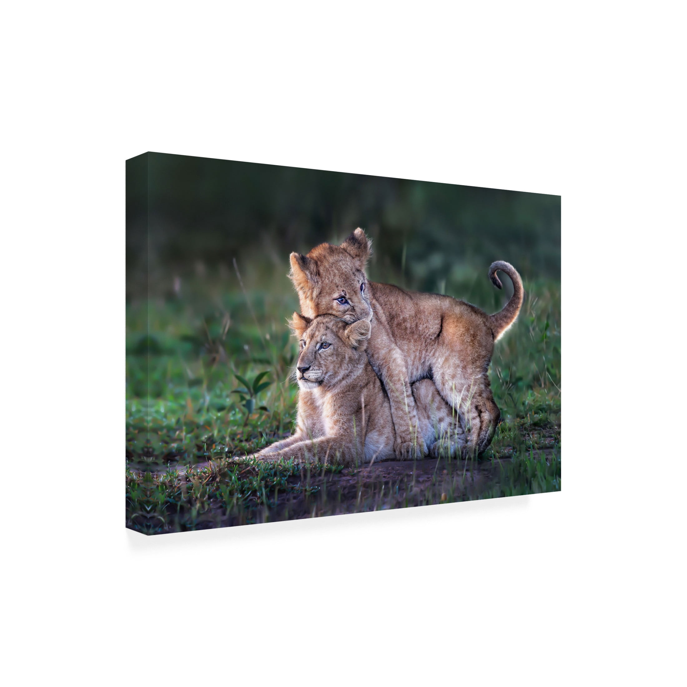 Trademark Fine Art Xavier Ortega Playful lion cubs Canvas Wall Art