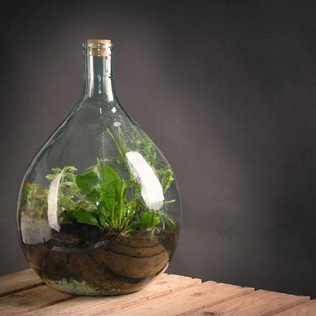 Esschert Design Glass Terrarium Bottle, Green, Medium Size
