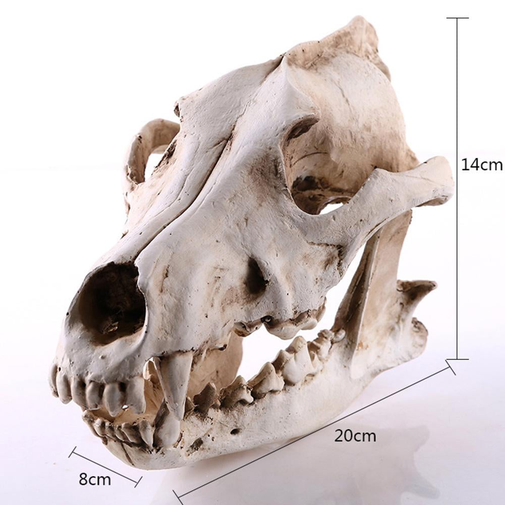 Soug Resin Snow-Wolf Animal Head Skull Replica Halloween White‖ Ornament  Statue New - Walmart.com, image size:1001x1001