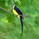 thumbnail image 2 of Loro de plumas de imitación, verde, decoración de jardín, pájaro, loro de acero dorado, pájaro, pájaro de plumas, clip de pájaro de espuma, decoración de pájaros, 2 of 8