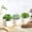 TYPE2, variant on Efavormart Set of 3 | 4'' Assorted Lotus Artificial Faux Succulent Mini Green Plants in Ceramic Pot