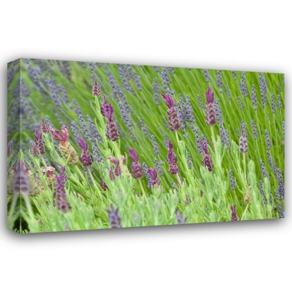 Dana Styber 18x13 Gallery Wrapped Canvas Wall Art Titled - Lavender Sway I
