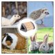 thumbnail image 4 of Cama para conejillos de indias, casa pequeña para hámster, escondite para hámster de felpa, cama nido cálida para cobayas, ratas y chinchillas, 4 of 5