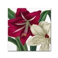 thumbnail image 2 of Trademark Fine Art "Christmas Amaryllis I" Canvas Art by Color Bakery, 2 of 2
