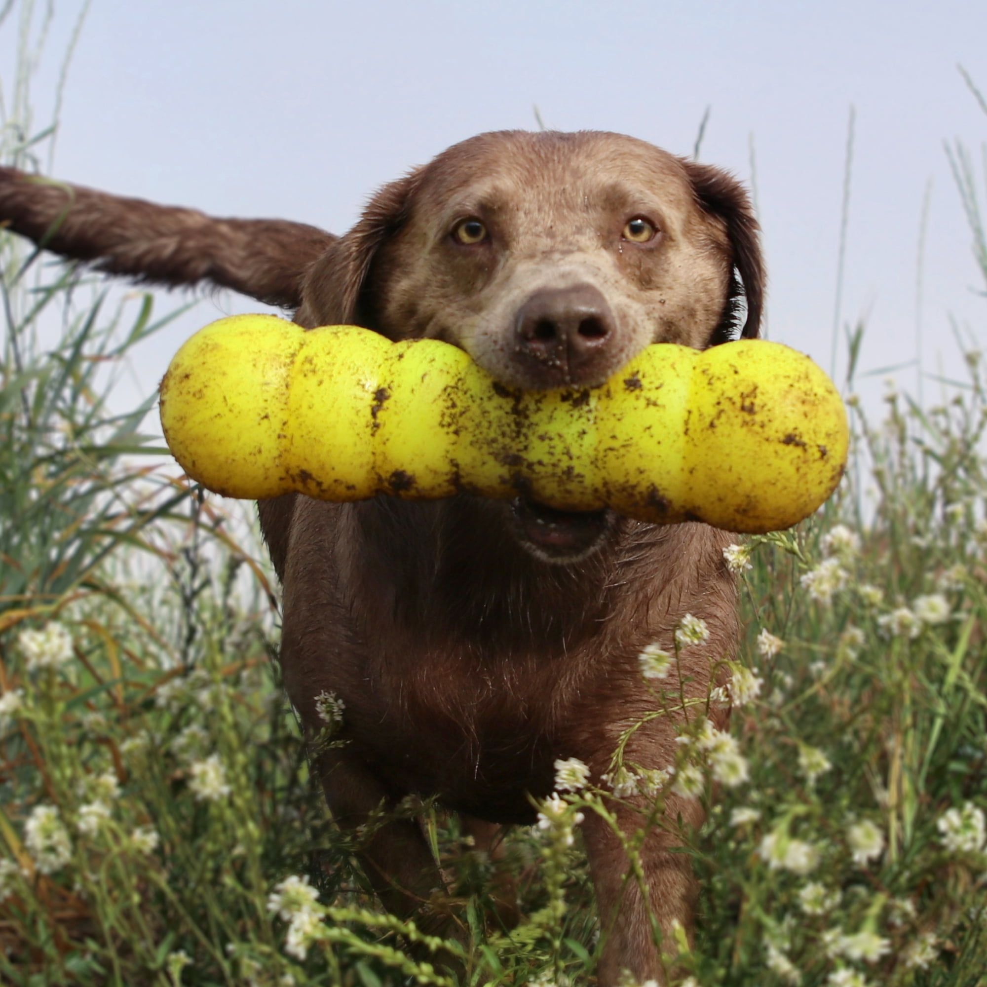 Ruff Dawg Dawg-Buster XL Indestructible Rubber Retrieving Dog Toy, Color Varies