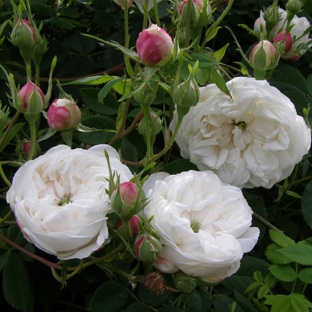 Heirloom Roses Alba Rose Bush - The Mme Plantier Plant , Live Fragrant Plants For Outdoors , White Own Root Bushes For Planting , One Gallon Potted Outdoor Flowers