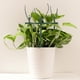thumbnail image 5 of Perlita para plantas, cuidado interior de la casa, soporte para trepar, soportes altos, soporte para marco, 5 of 6