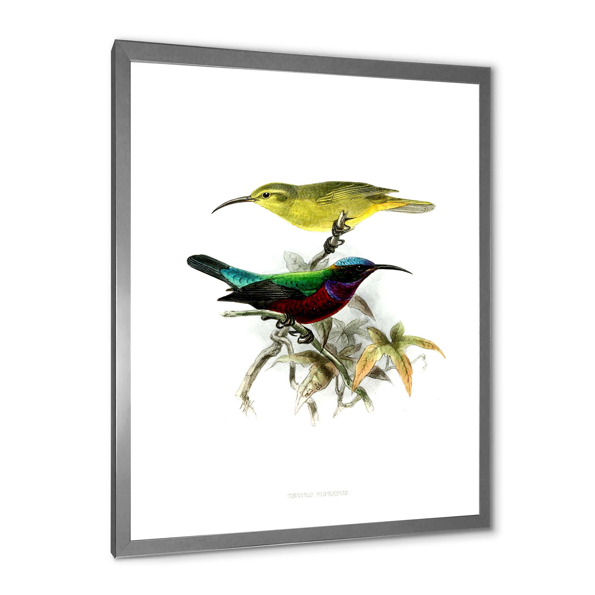 Designart 'Ancient Australian Birds XV' Traditional Framed Art Print