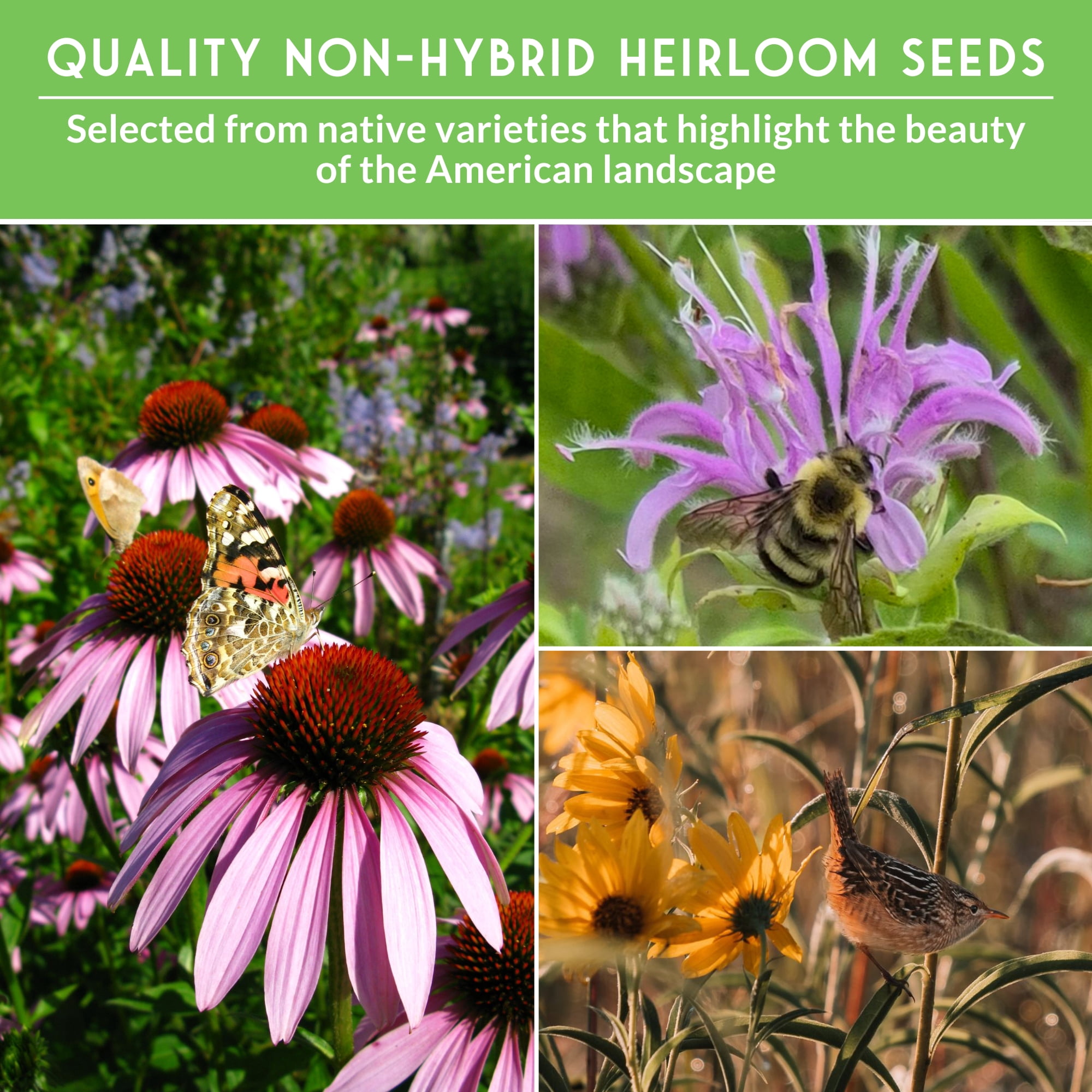 24 Native Flower Seeds - Wildflowers & Ornamental Grasses - Attracts Bees - Zone 3-10