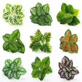 thumbnail image 3 of Bangcool Artificial Leaves Stems Realistic Fake Plant Faux Leaf Branch for Home Decor, 3 of 6