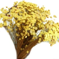 100pcs Lovely Mini Daisy Decorative Dried Flowers Small Star Flower Natural Floral for Photograph Wedding Home Decoration (Yellow)