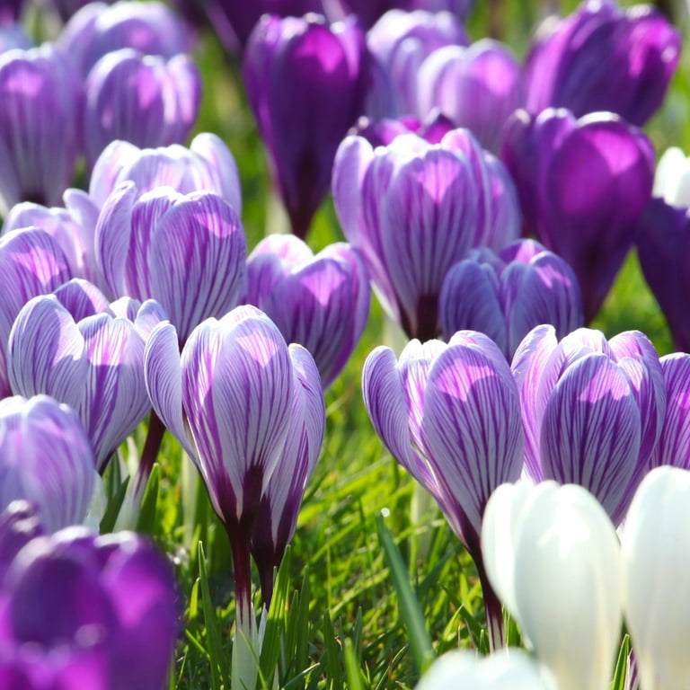 Buy Plants - Flower colour: Pink, Special features: Plants to deter vandals  and burglars, Facing: South - Delivery by Crocus