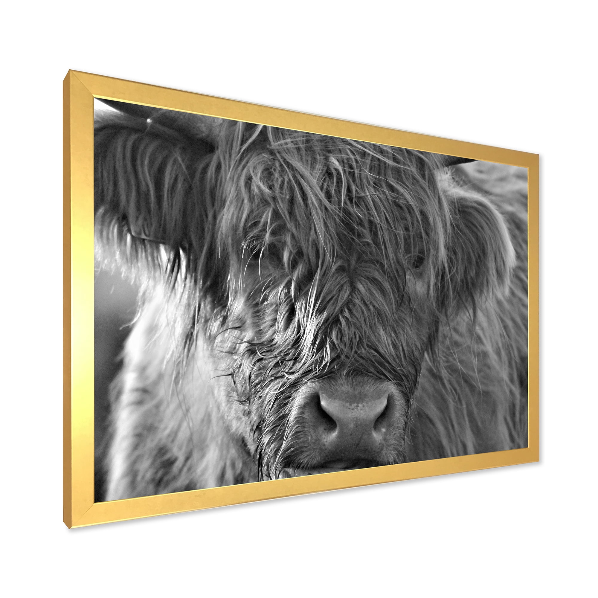 Designart 'Close Up Scottish Highland Cows Living On Moorland' Farmhouse Framed Art Print