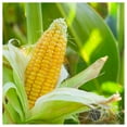 thumbnail image 2 of Everwilde Farms - 1 oz Honey Select F1 Hybrid Yellow Sweet Corn Seeds - Gold Vault Bulk Seed Packet, 2 of 3