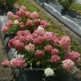 thumbnail image 4 of Hydrangea paniculata, Fire Light Tidbit®, Hydrangea - Pot Size: 4.5in - Shrubs, 4 of 4