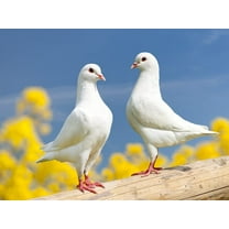 Peredovik Sunflower Seeds for Planting - 500 Seeds - Attract Doves and Other Birds