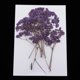 thumbnail image 4 of 3X Multi Kinds Flores prensadas secas reales Hojas secas pa manualidades Proyectos de decoración de bricoje Jabón Ve Baoblaze Flores secas prensadas naturales, 4 of 8