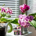 thumbnail image 4 of Schultz® Orchid Liquid Plant Food 15-5-5 150 g, 4 of 4