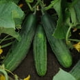 Cucumber Seeds Patio Snacker Packet Vegetable Seeds, Hybrid Seed