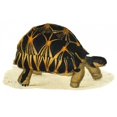 thumbnail image 1 of Porter Design PDXJDS02SMALL Tortoise Radiata Poster Print by James Sowerby, 12 x 18 - Small, 1 of 1