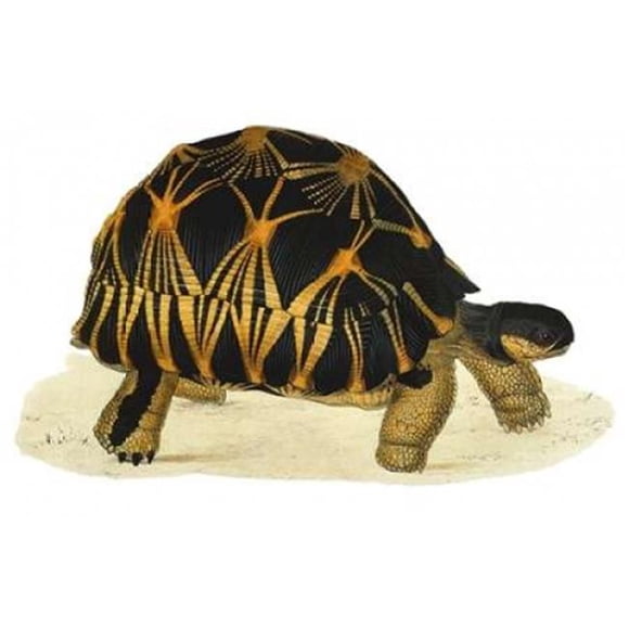 Affiche Tortoise Radiata par James Sowerby, 12 x 18 - Petit
