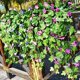thumbnail image 5 of Nvzi Vid artificial, 2 unidades, flor de trompeta de gloria de la mañana artificial, planta verde falsa, valla de pared para jardín, decoración para exteriores, cestas colgantes para boda (morado), 5 of 5
