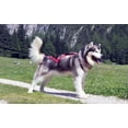 thumbnail image 4 of Neewa Pro Sled Dog Harness (Pink, Large (Neck 18 Chest 32 Back 21)), 4 of 4