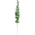 thumbnail image 4 of Feuilles d'Eucalyptus, 4 of 8