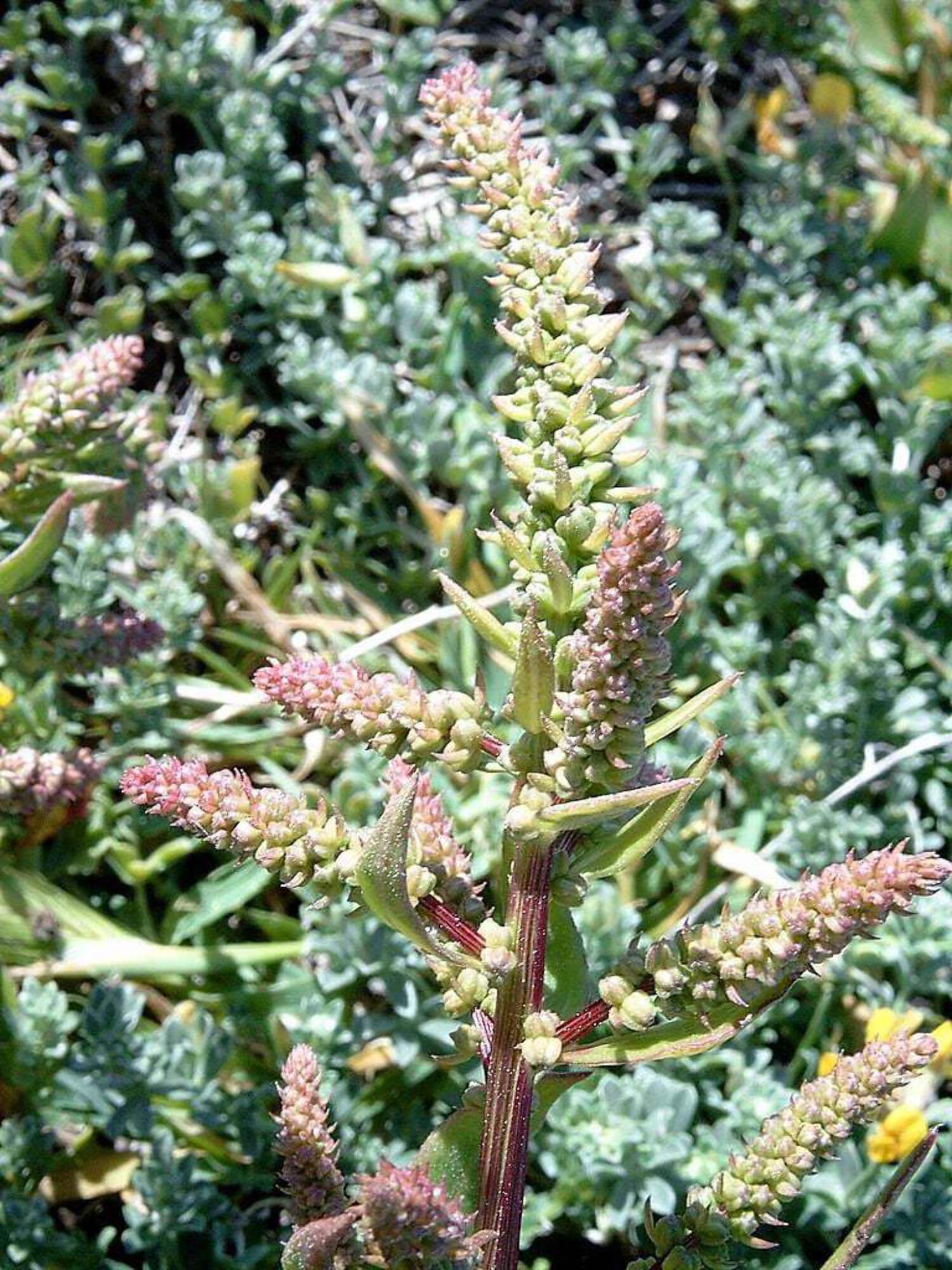 300 EPAZOTE (Mexican Tea) Chenopodium Ambrosioides Herb Flower Seeds - image 5 of 10