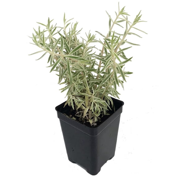 Creme n' Green Needle Sedum lineare var. - 2.5" Pot - Fairy Garden/House Plant