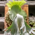 thumbnail image 6 of Staghorn Fern Mounting Kit, Hangable Wall Plate—Vertical Air Plant Planter for Indoor Bedroom, Kitchen, Sunroom, Hallway, and Workplace, 6 of 9