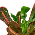 thumbnail image 3 of Croton 'Mammy' Houseplant, 3 of 5
