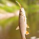 thumbnail image 5 of Wobblers Cebo Artificial Lure 24 Cm 83g para La Trucha (marrón), 5 of 8