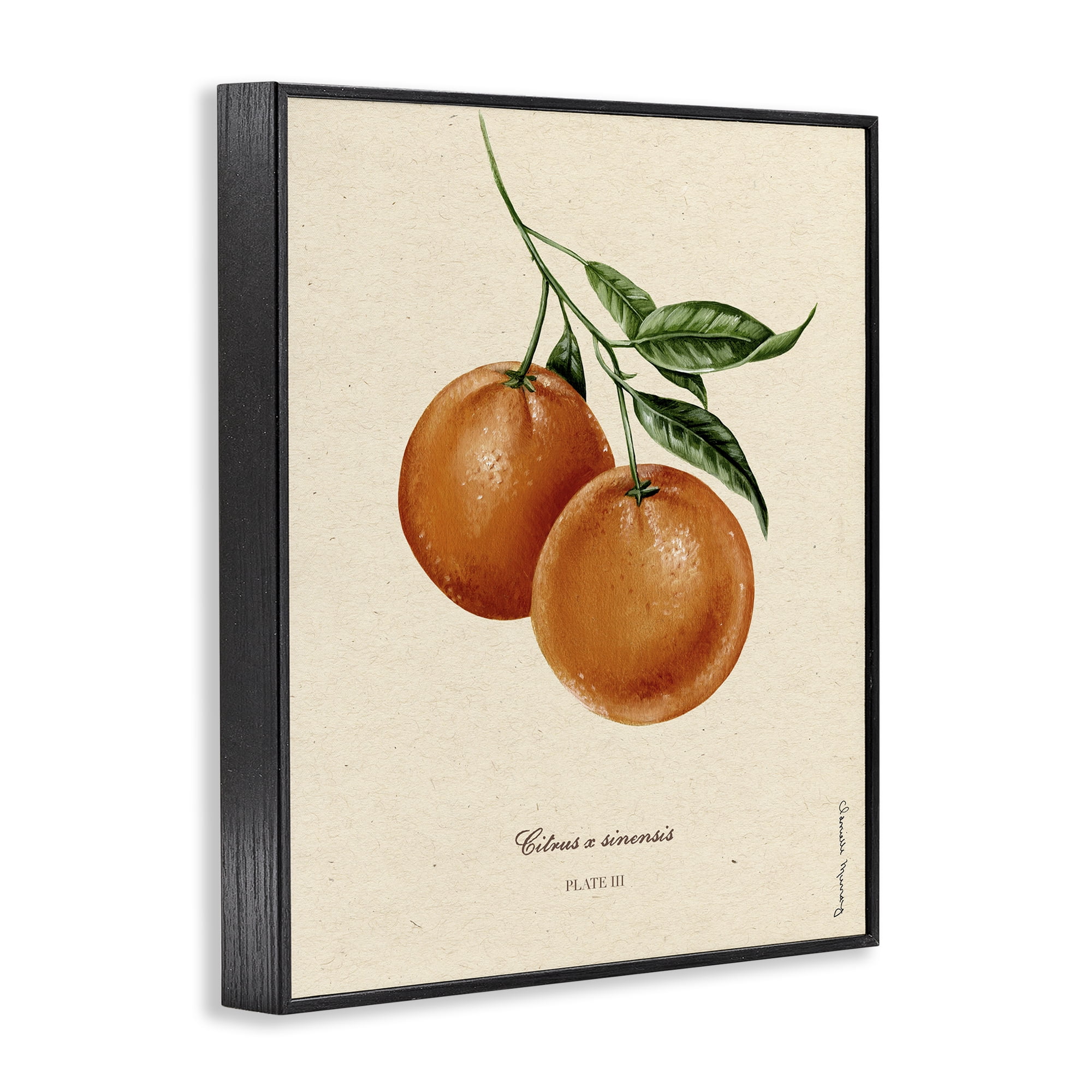 Stupell Industries Orange Fruit Portrait Black Framed Giclee Art, design by Danielle Murray